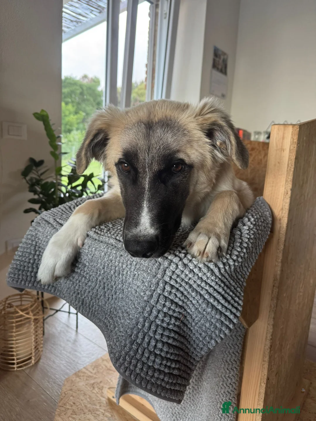Meticcio cani in regalo: Albicocca: 7 mesi adozione del cuore  - Annuncio 1