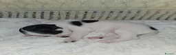 Chihuahua cani in vendita: Chihuahua toy  - Annuncio 19