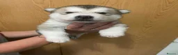 Alaskan Malamute cani in vendita: cucciolata di Alaskan Malamute - Annuncio 4