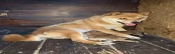 Shiba Inu cani in vendita:   Mame Shiba di piccola taglia – cuccioli rossi  - Annuncio 10