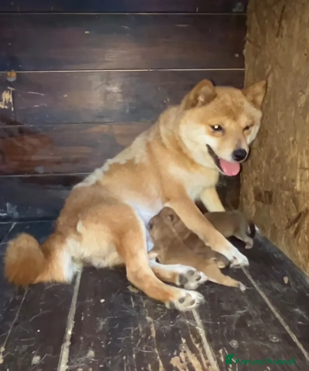 Shiba Inu cani in vendita:   Mame Shiba di piccola taglia – cuccioli rossi  - Annuncio 10