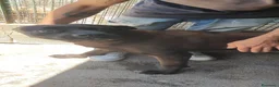 Labrador cani in regalo: Calimera, Labrador mix in Canile - Annuncio 8