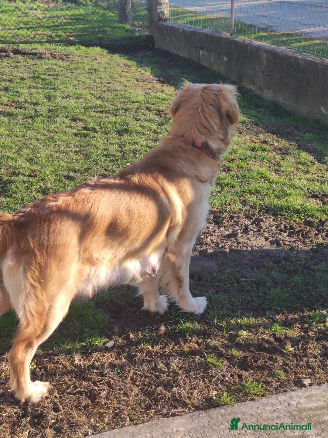 Golden Retriever cani in vendita: Cuccioli di Golden retriever con pedigree ENCI  a Provincia di Verona - Annuncio 7
