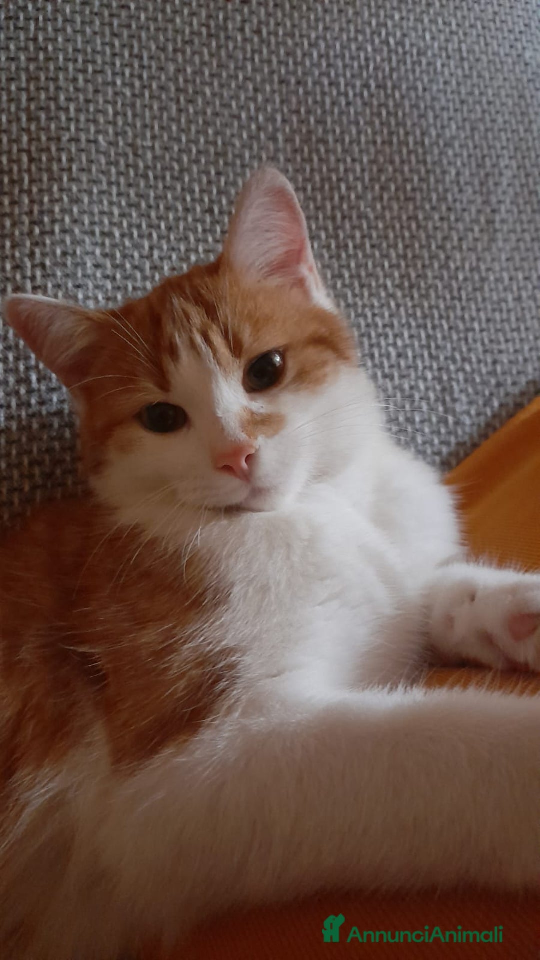 Altre razze gatti in regalo: GATTINO DOLCISSIMO - Annuncio 5