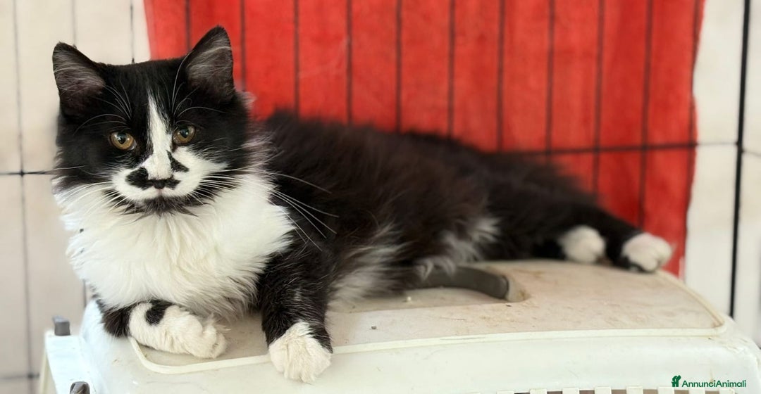 Europeo gatti in regalo: Due Gattini di 6 mesi - Annuncio 8