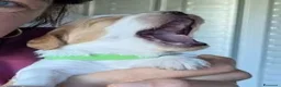 Breton cani in vendita: Ciccioli di Epagneul Breton a Provincia di Novara - Annuncio 4