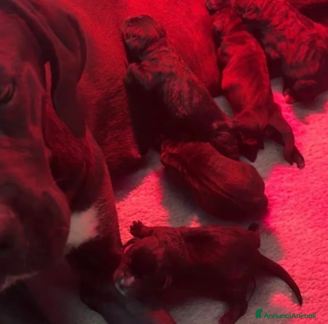 Cane Corso cani in vendita: Cuccioli cane corso da Allevamento Enci - Annuncio 3