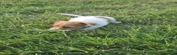 Jack Russell cani in vendita: Cuccioli jack russell terrier pelo liscio e ruvido - Annuncio 7