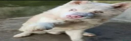 Meticcio cani in regalo: Gianni 12/15mesi tg .equa salvato 6mesi fa LECCO - Annuncio 3