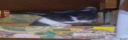 Meticcio gatti in regalo: Gattini  - Annuncio 7
