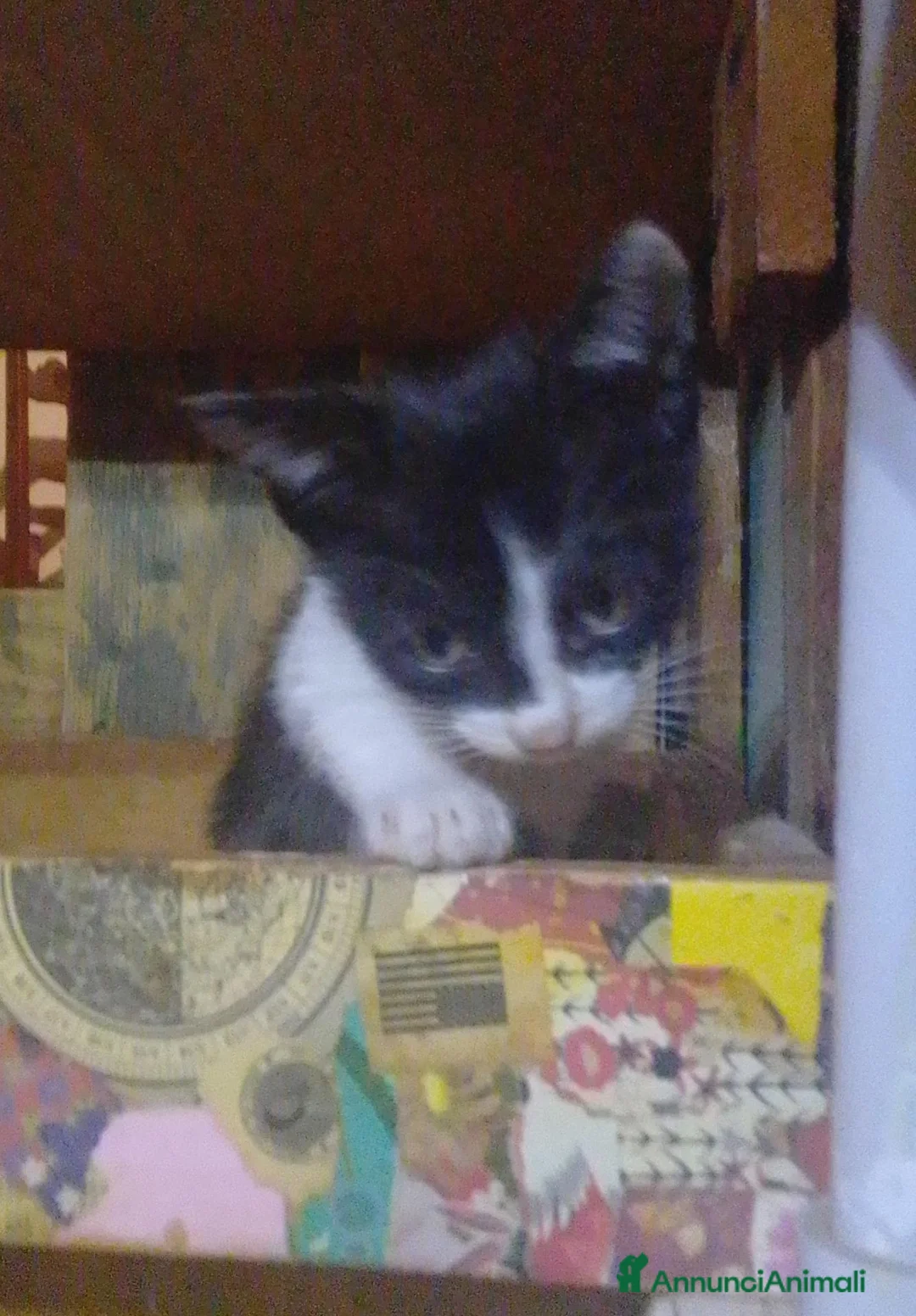 Meticcio gatti in regalo: Gattini  - Annuncio 7