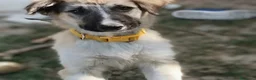 Meticcio cani in regalo: Apple e Oliver cuccioli di 4 mesi cercano casa  - Annuncio 6