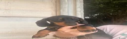 Bassotto cani in vendita: Bassotto nano/Kaninchen  - Annuncio 3