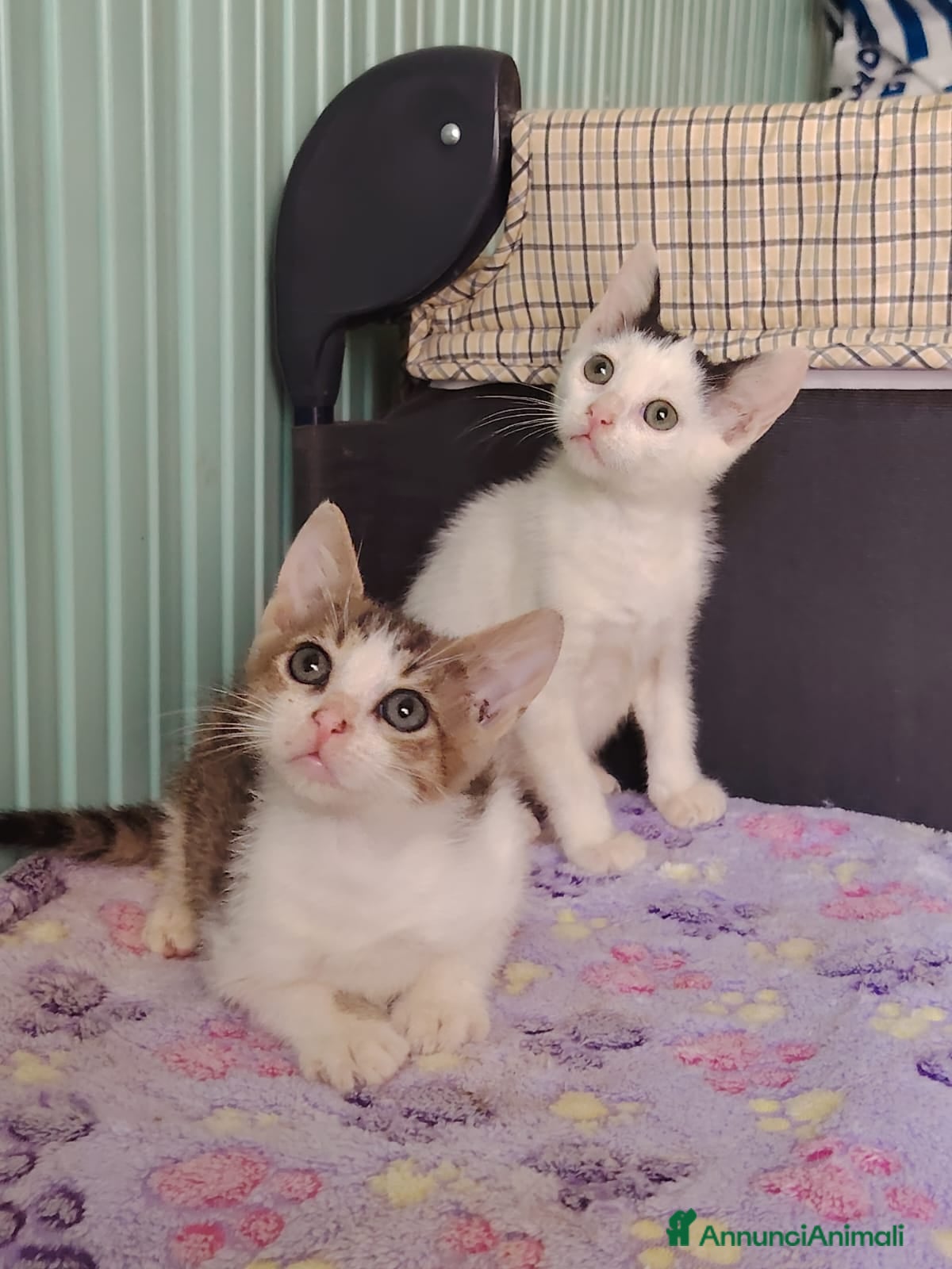 Altre razze gatti GATTINI ABBANDONATI: EMERGENZA  - Annuncio 1