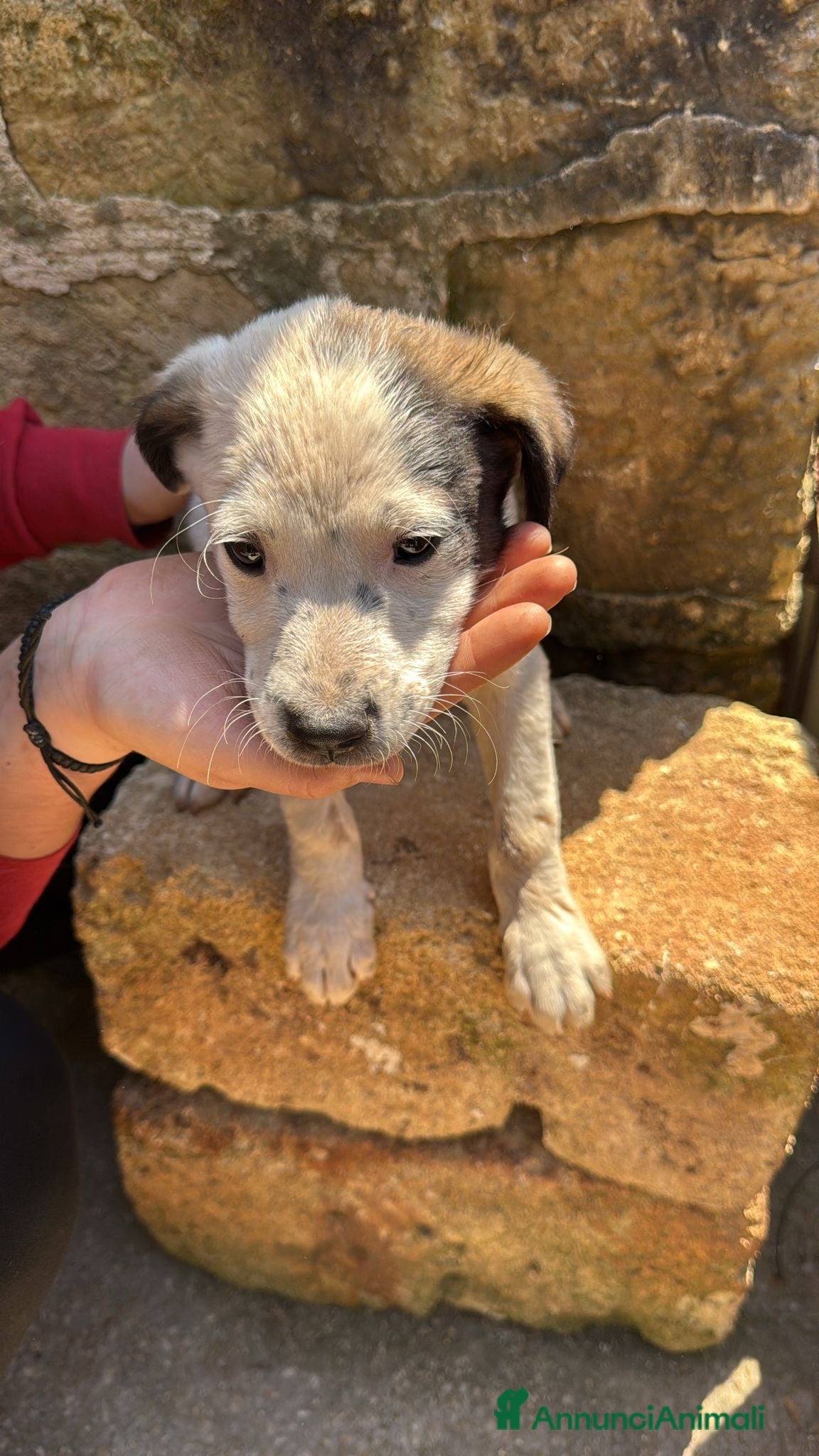Meticcio cani Cuccioli cercano casa - Annuncio 1