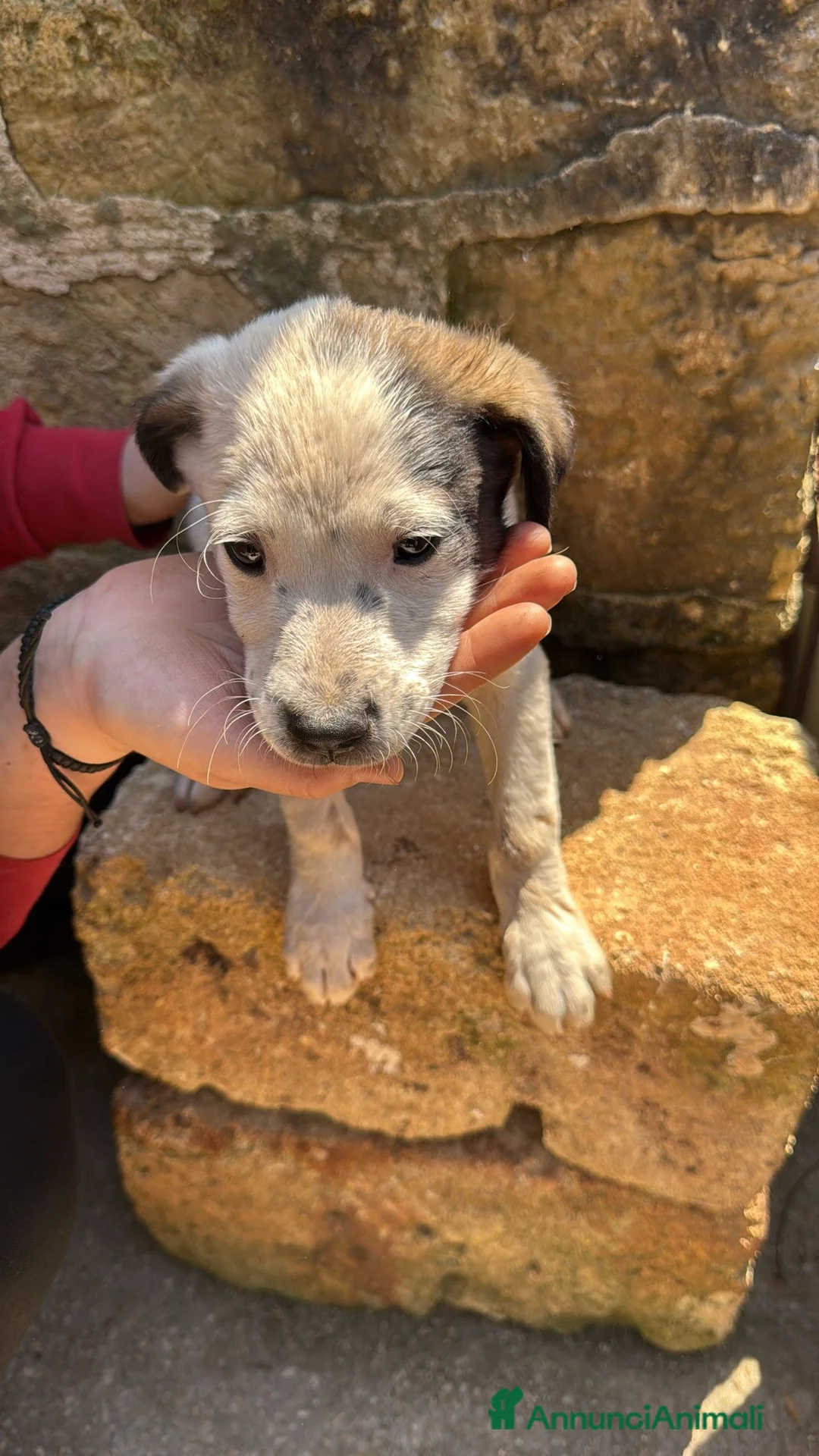 Meticcio cani in regalo: Cuccioli cercano casa - Annuncio 1