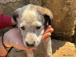 Meticcio cani Cuccioli cercano casa - Annuncio 2