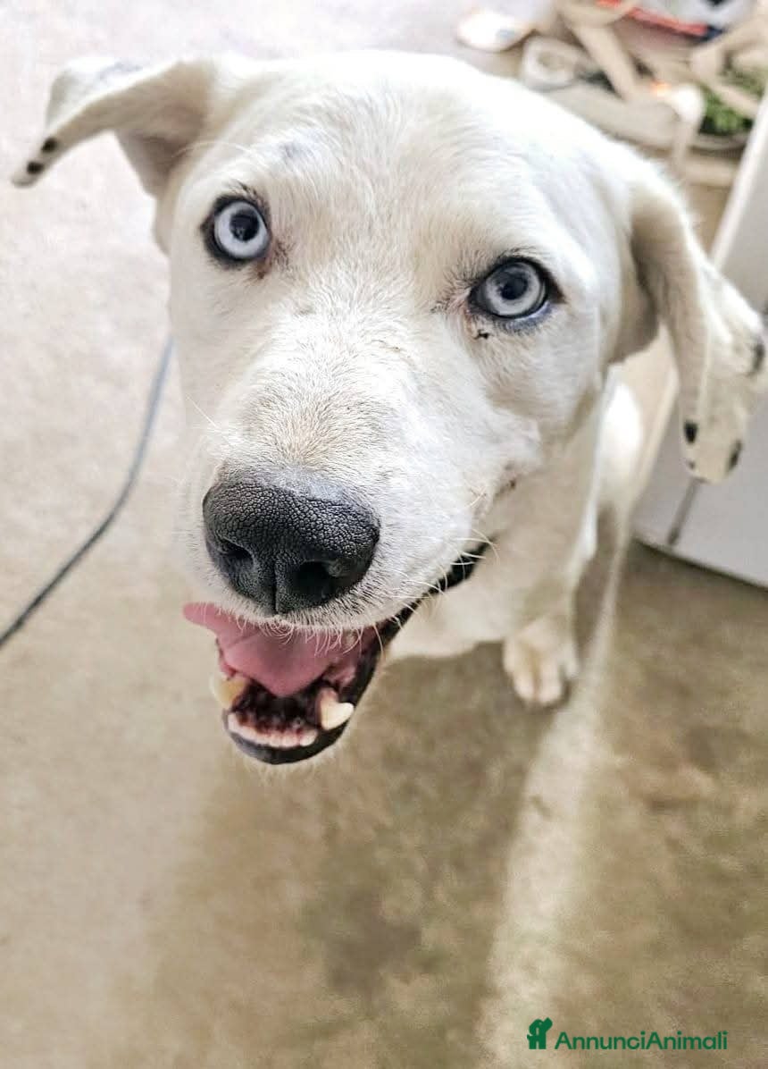 Meticcio cani dolcissimo rudy in regalo - Annuncio 3