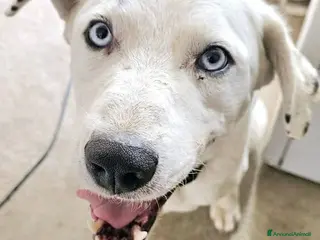 Meticcio cani dolcissimo rudy in regalo - Annuncio 3