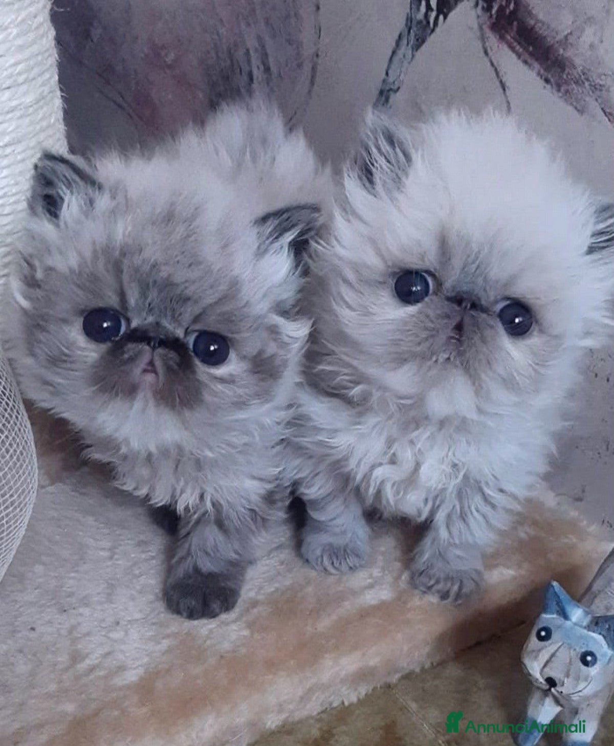 Persiano gatti Disponibili cuccioli persiani altissima genealogia - Annuncio 3