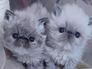 Persiano gatti Disponibili cuccioli persiani altissima genealogia - Annuncio 3