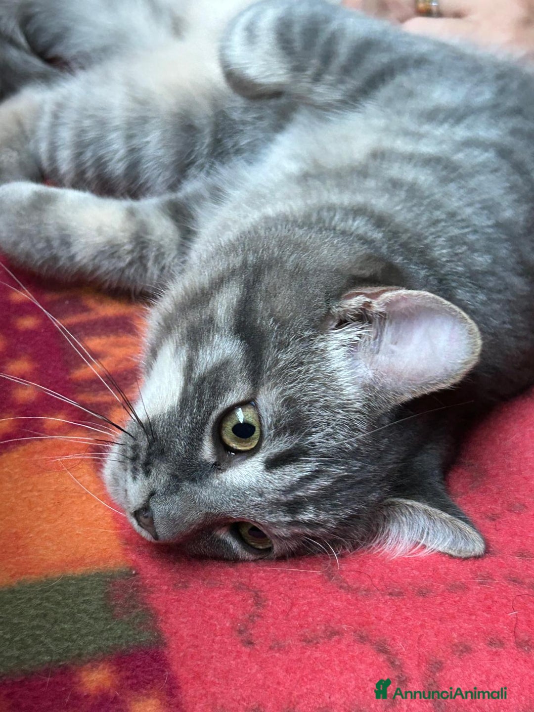 Europeo gatti in regalo: MISTRAL CERCA CASA ❤️ - Annuncio 4