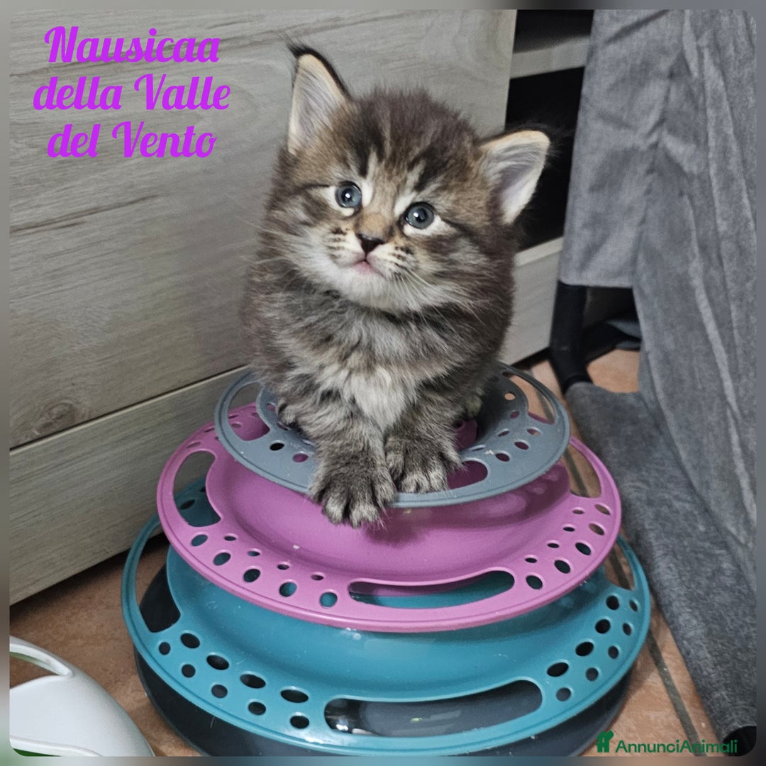 Norvegese gatti in vendita: Cuccioli di Norvegese delle Foreste - Annuncio 4