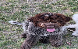 Lagotto cani in vendita: Lagotto romagnolo con pedigree  a Provincia di Crotone - Immagine 1