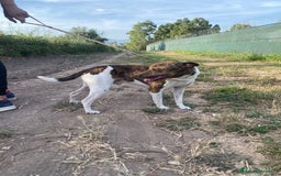 Meticcio cani in regalo: 2cagnolini 1/2anni kg 5/6 SOS CASA SARDEGNAA a Città metropolitana di Milano - Immagine 4