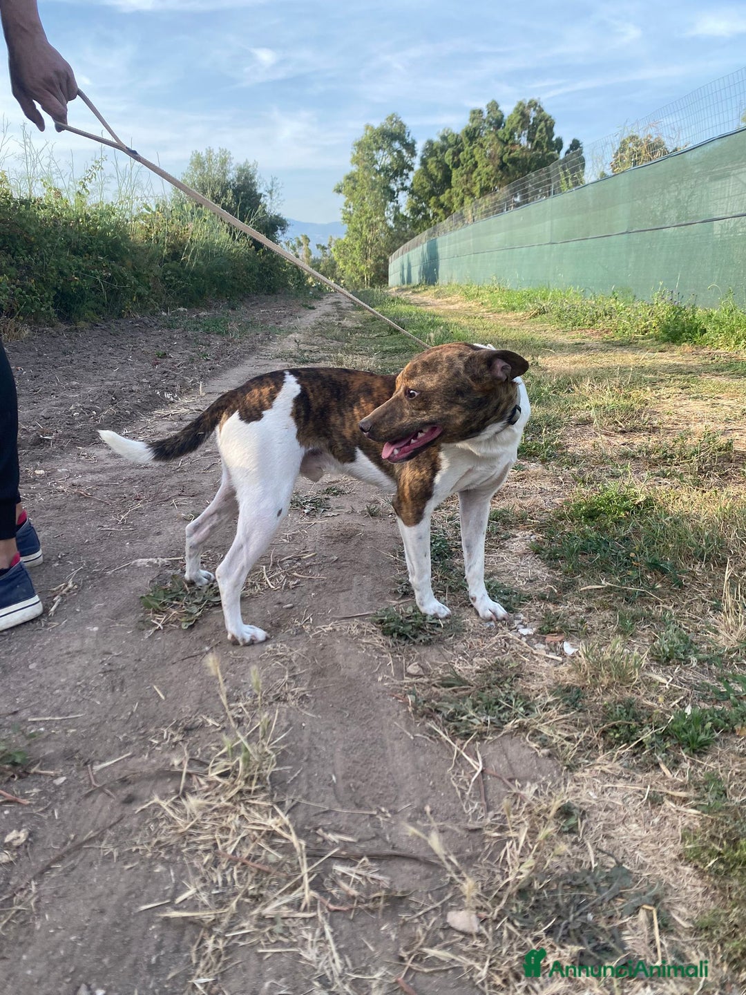 Meticcio cani in regalo: 2cagnolini 1/2anni kg 5/6 SOS CASA SARDEGNAA a Città metropolitana di Milano - Immagine 4