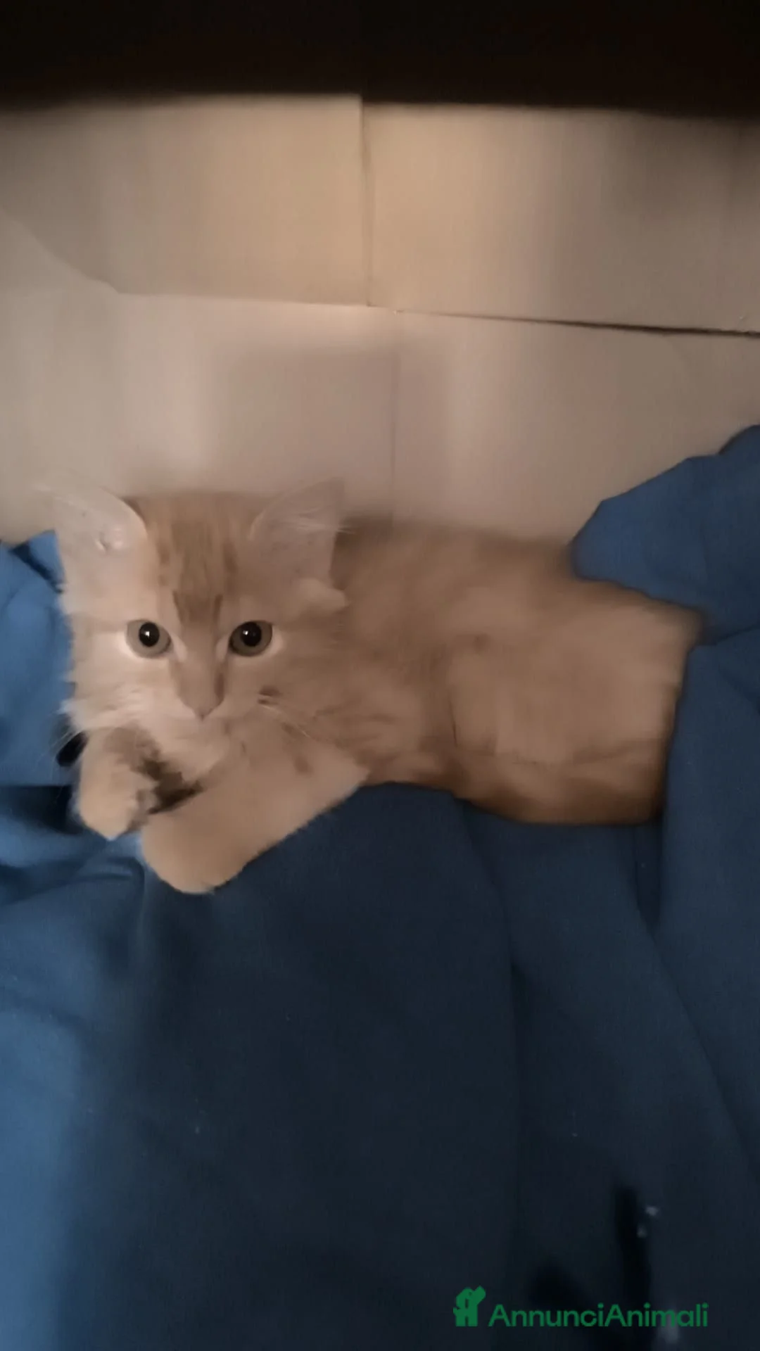 Meticcio gatti in regalo: Gattini a Provincia di Bergamo - Annuncio 2