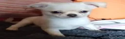 Chihuahua cani in vendita: Cuccioli di chihuahua super genealogia campioni - Annuncio 9