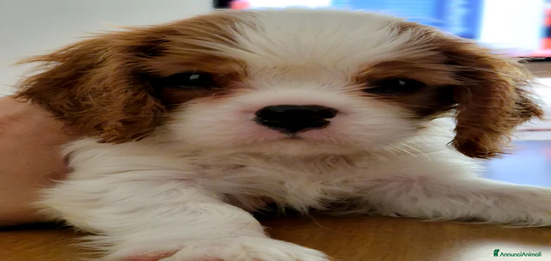 Immagine della galleria {{count}}