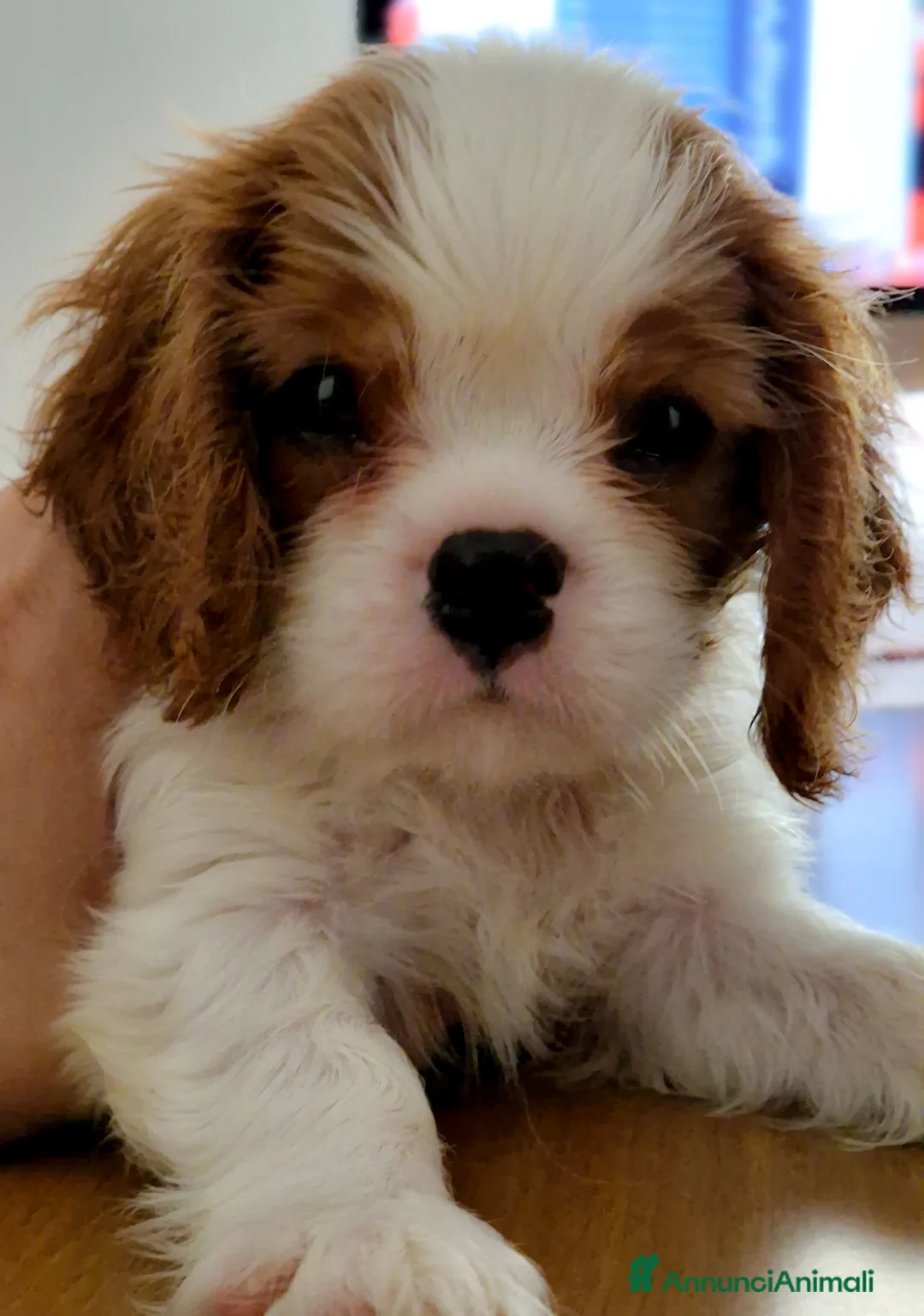 Immagine della galleria {{count}}