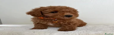Barboncino Toy Cucciolo 1