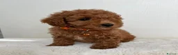 Barboncino Toy cani in vendita: Adorabili cuccioli maschi di Barboncino Toy - Annuncio 1
