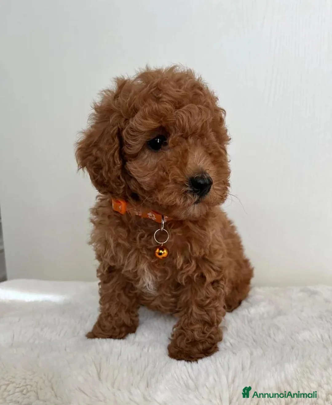 Barboncino Toy cani in vendita: Adorabili cuccioli maschi di Barboncino Toy - Annuncio 1