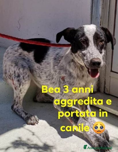 Meticcio cani BEA brava!Aggredita e buttata in canile - Annuncio 37