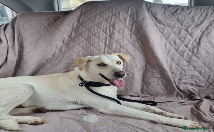 Altre razze cani a Città Metropolitana di Bologna - Annuncio 9