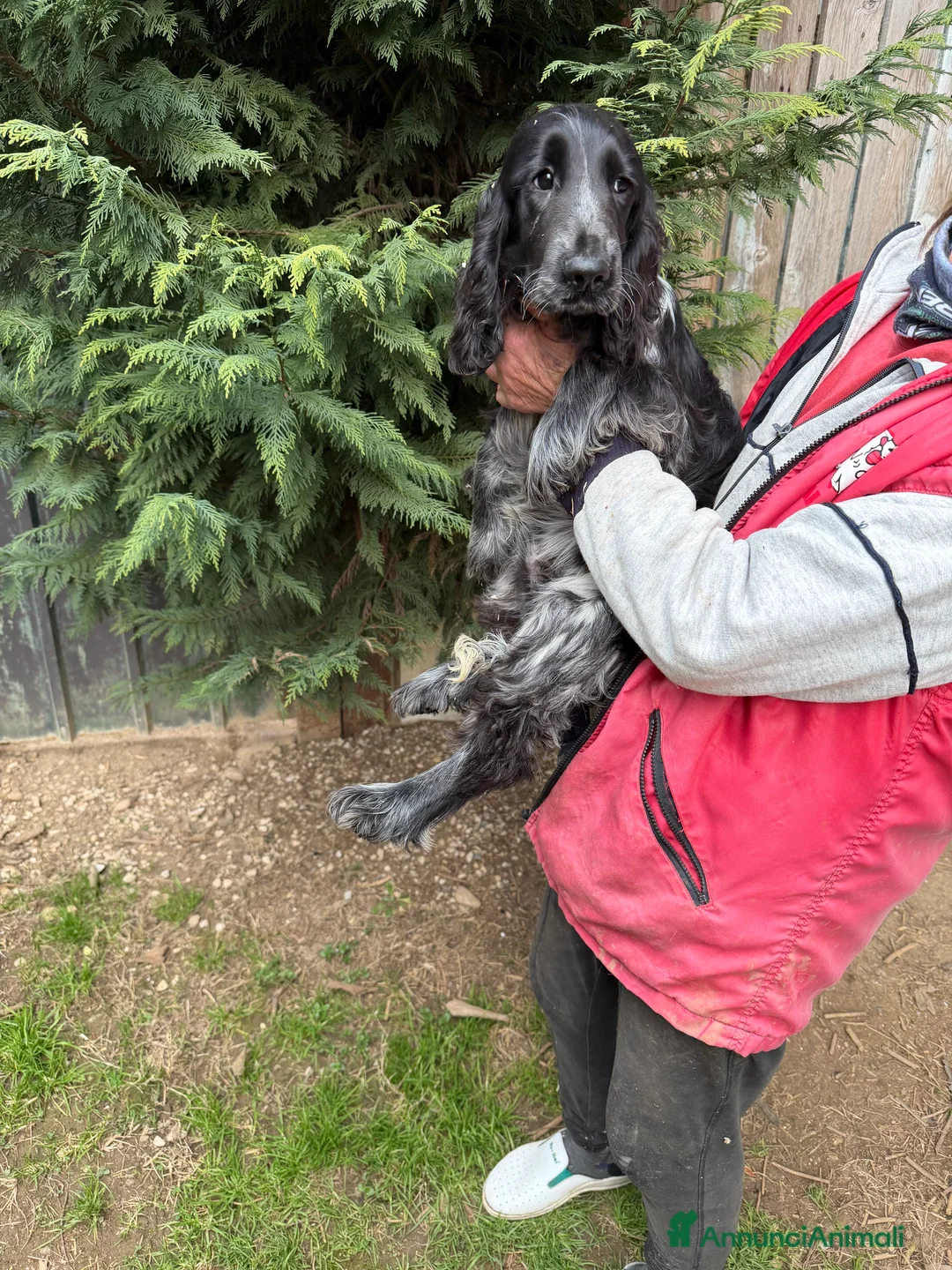 Cocker cani in vendita: Cuccioli di Cocker Spaniel  - Annuncio 2
