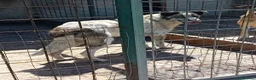 Meticcio cani in regalo: Virginia, buonissima, cerca famiglia - Annuncio 4
