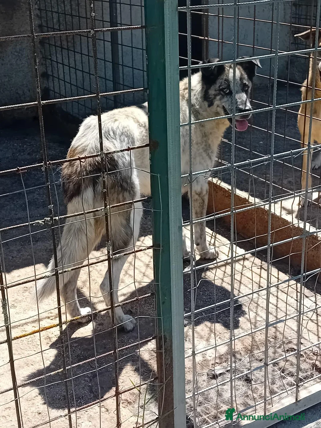 Meticcio cani in regalo: Virginia, buonissima, cerca famiglia - Annuncio 4