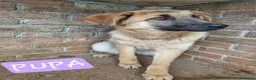 Meticcio cani in regalo: Pupa dolcissima lupetta simil malinois a Città metropolitana di Milano - Annuncio 2