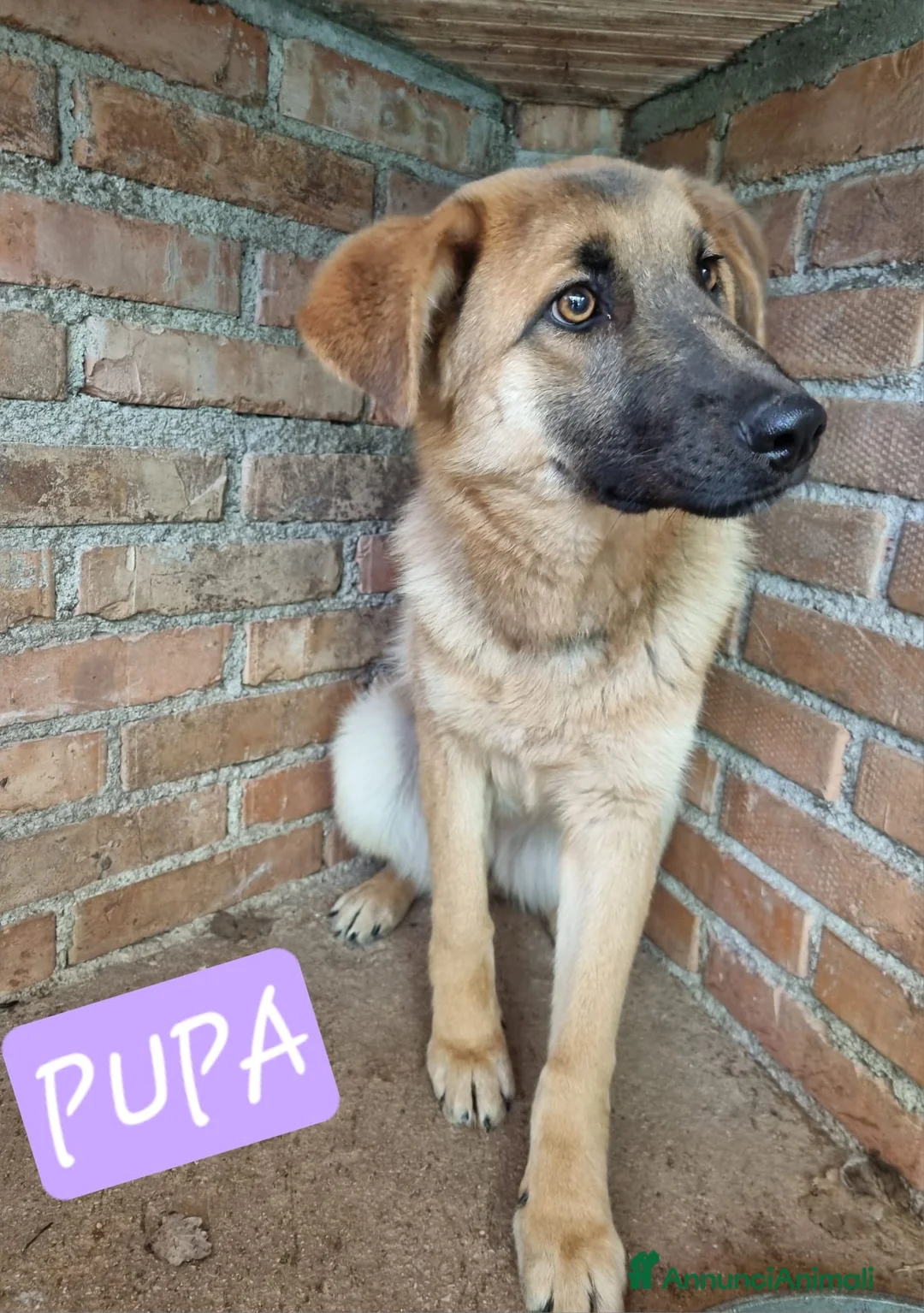 Meticcio cani in regalo: Pupa dolcissima lupetta simil malinois a Città metropolitana di Milano - Annuncio 2