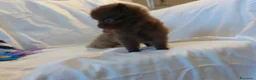 Volpino Pomerania cani in vendita: Cuccioli di Pomerania maschi e femmine cioccolato a Città metropolitana di Milano - Annuncio 5