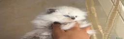 Scottish gatti in vendita: Bellissimi gattini scottish fold disponibili  - Annuncio 9