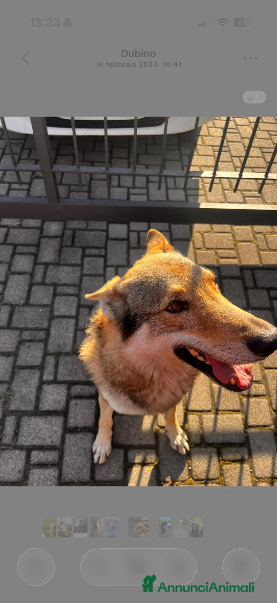 Lupo Cecoslovacco cani in regalo: Lupo cecoslovacco a Provincia di Sondrio - Annuncio 2