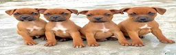 Staffordshire cani in vendita: Cuccioli Staffordshire Bull Terrier - Annuncio 3