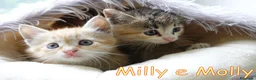 Europeo gatti in regalo: Milly e Molly  cercano  urgentemente  casa. - Annuncio 2