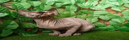 Sphynx gatti in vendita: Cucciola di Canadian Sphynx - Annuncio 11